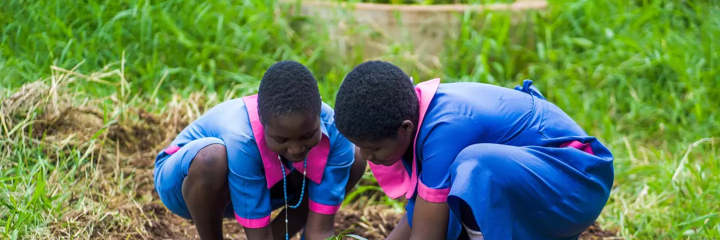 Two schoolgirl plant a fruit-tree seedling into a hole in the ground.