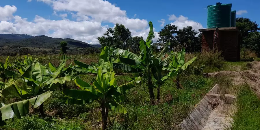 Bananenstauden in der Diözese Karonga, Malawi