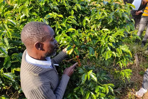 A man examines a coffee bush at Chipunga Farm in Malawi