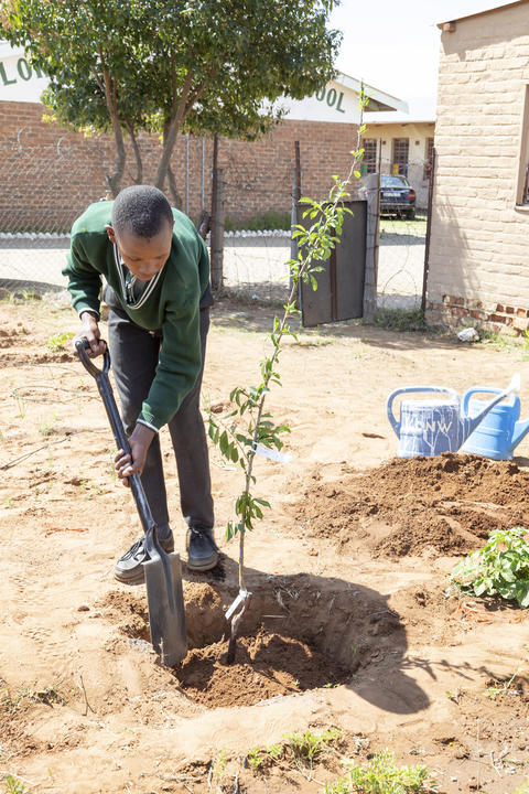 A student planting a tree