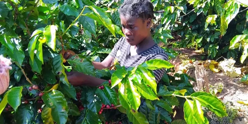 Eine Kleinbäuerin erntet Kaffeekirschen auf den Chipunga Farms
