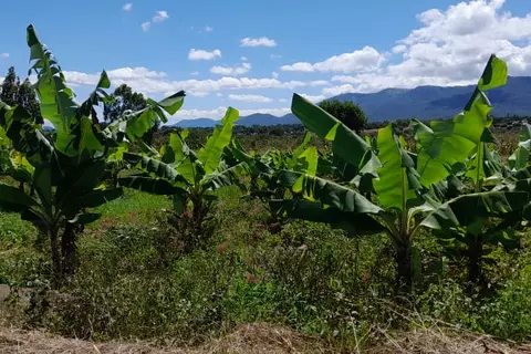 Malawi Karonga Bananenstauden
