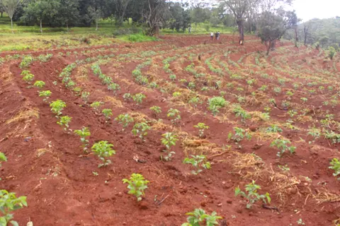 Kaffeefeld auf der Chipunga Farm in Malawi