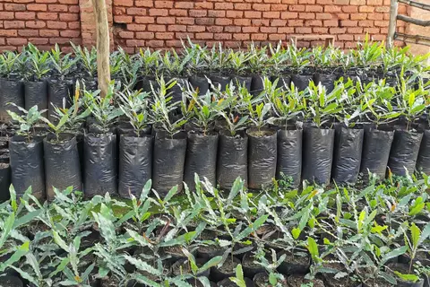 Kaffeesetzlinge auf der Chipunga Farm in Malawi