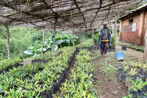 Ein Kaffeebauer auf den Chipunga Farms kümmert sich um die Kaffeepflanzen