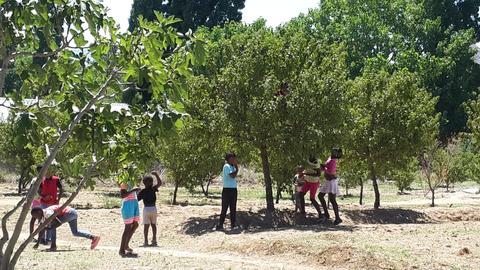 Spielende Kinder unter einem Baum