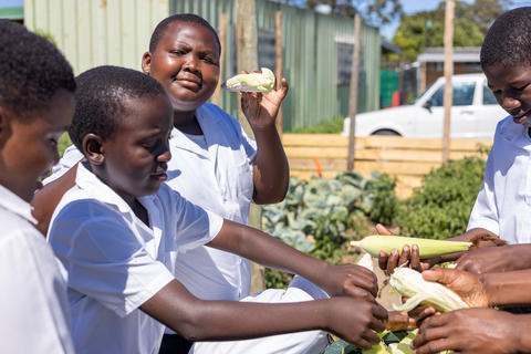 Schüler der Walmer Primary School in Südafrika ernten Mais im Schulgarten.