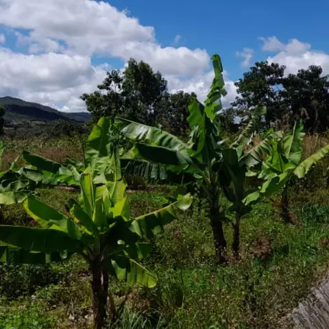Bananenstauden in der Diözese Karonga, Malawi