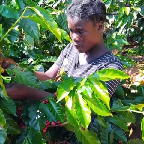 Eine Kleinbäuerin erntet Kaffeekirschen auf den Chipunga Farms